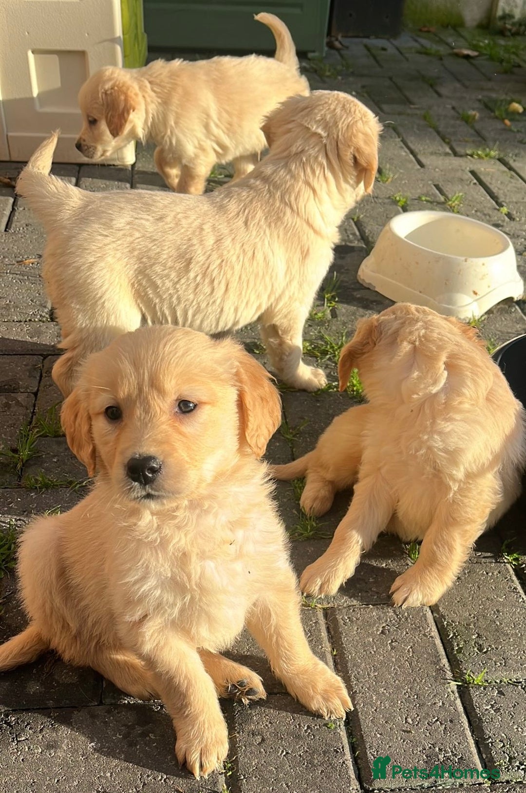 Golden Retriever dogs for sale: Chunky golden retriever pups - Advert 13
