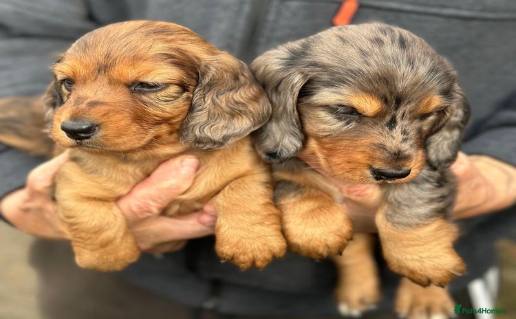 Dachshund dogs - Advert 1