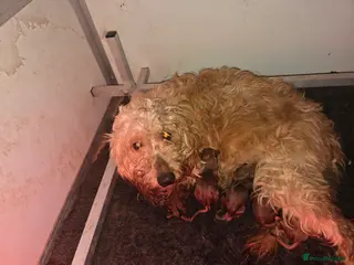 Goldendoodle dogs 7 outstanding goldendoodle - Advert 10