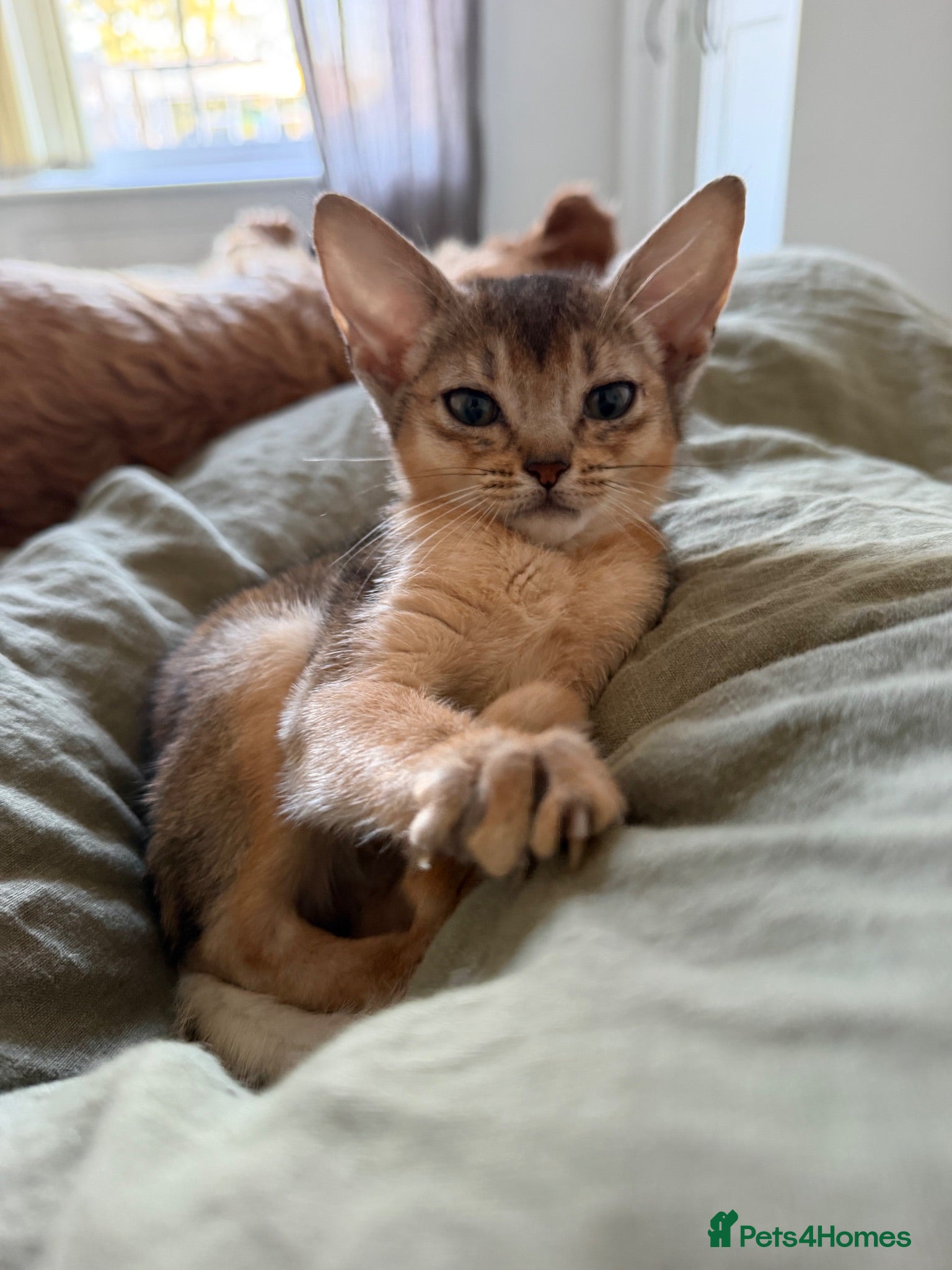 Abyssinian cats Boris and Betty are looking for their homes  - Advert 9