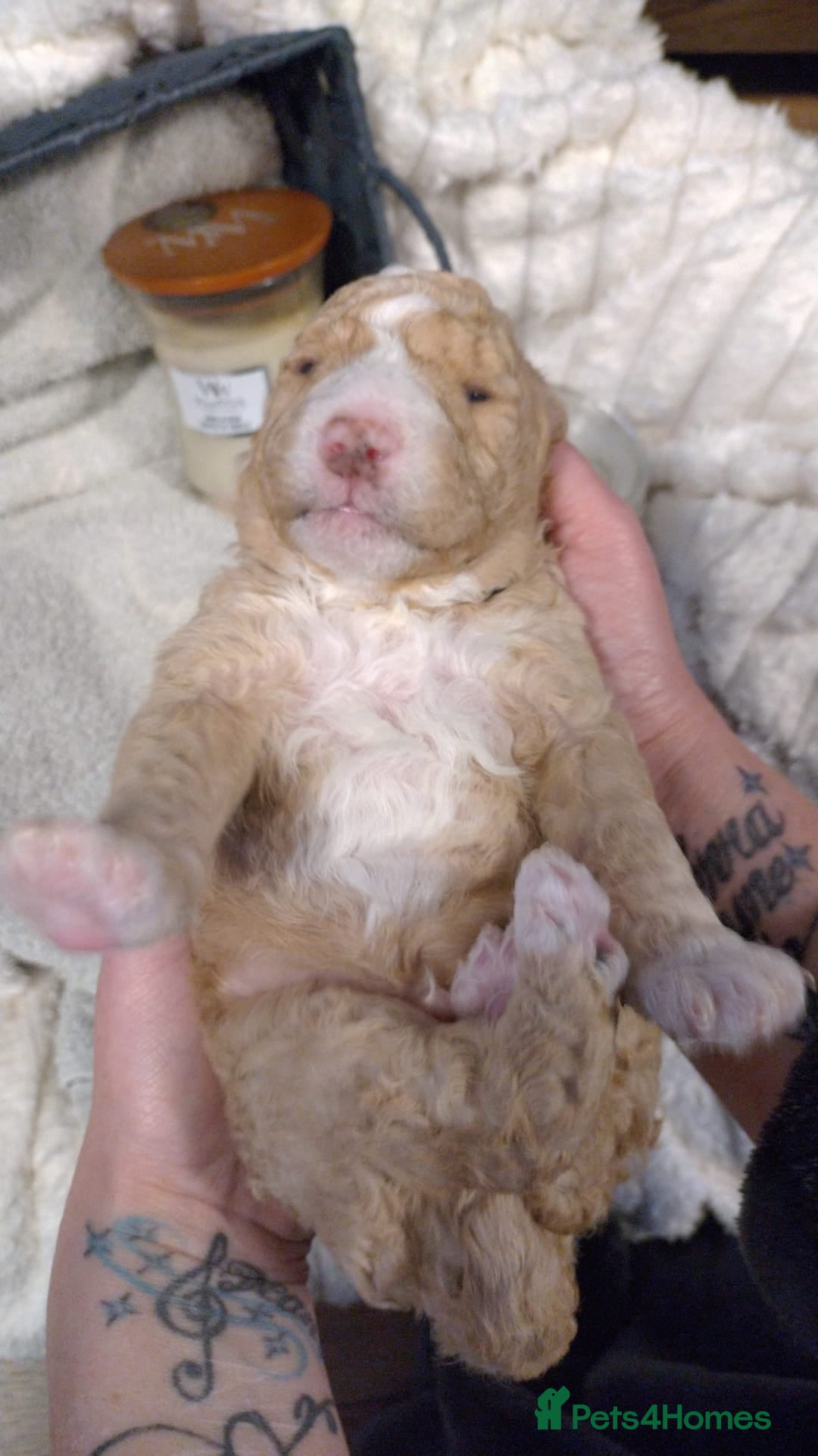 Double Doodle dogs Double doodle puppies new pics n price - Advert 1