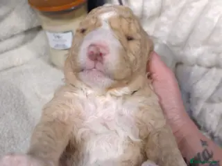 Double Doodle dogs Double doodle puppies new pics n price - Advert 4