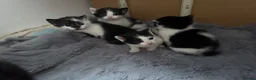 Mixed Breed rabbits for sale: Black and white kittens  in Bognor Regis - Advert 3