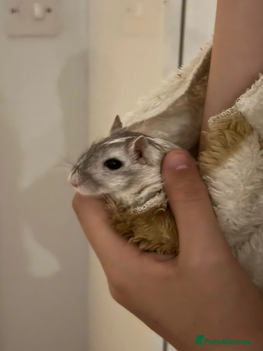 Gerbil rodents for sale: 2x male gerbils in Hull - Advert 2