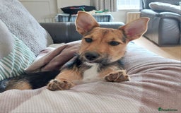 Jack Russell dogs for sale: Jack Russell Terrier - Image 3