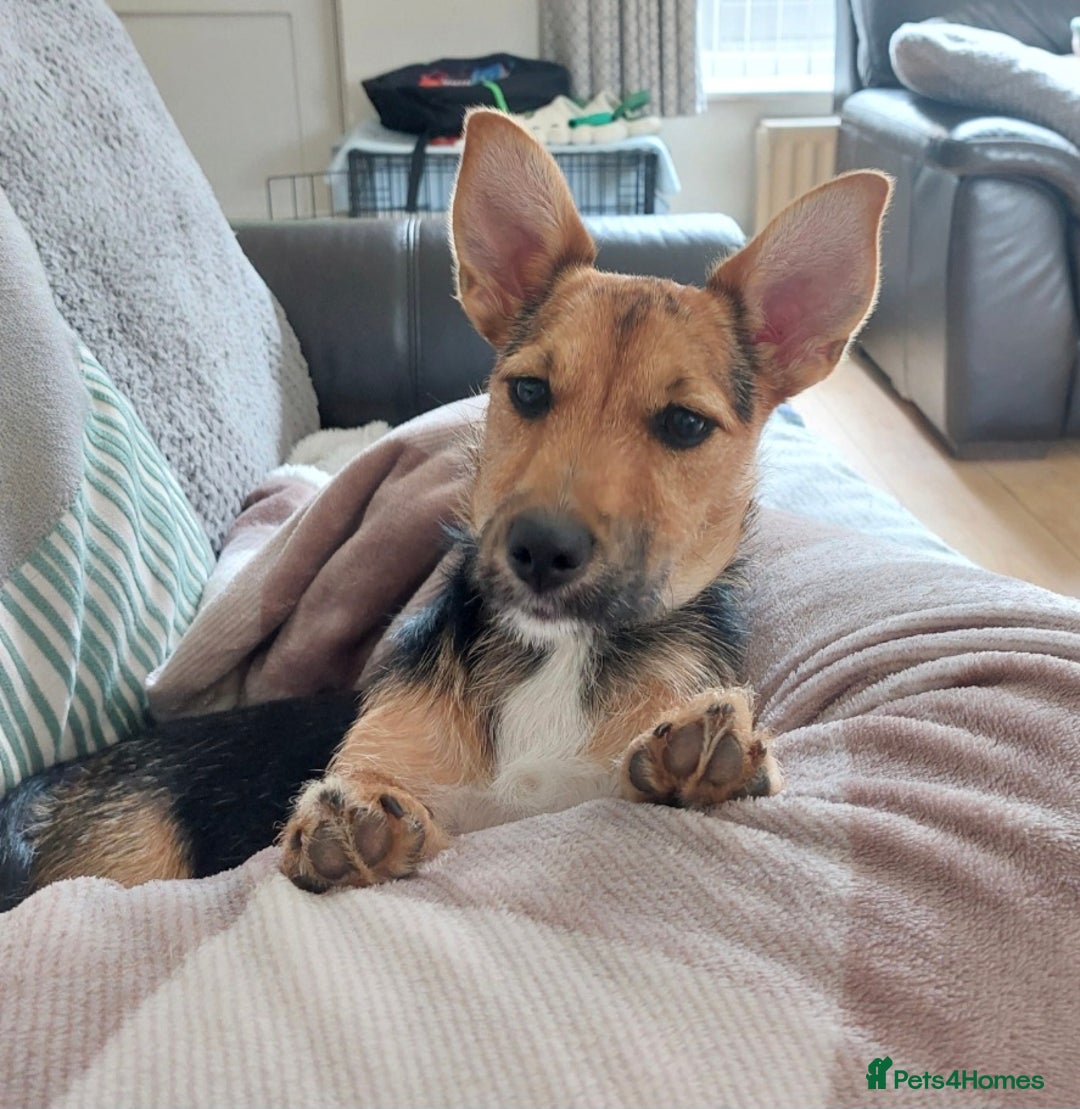 Jack Russell dogs for sale: Jack Russell Terrier - Image 3