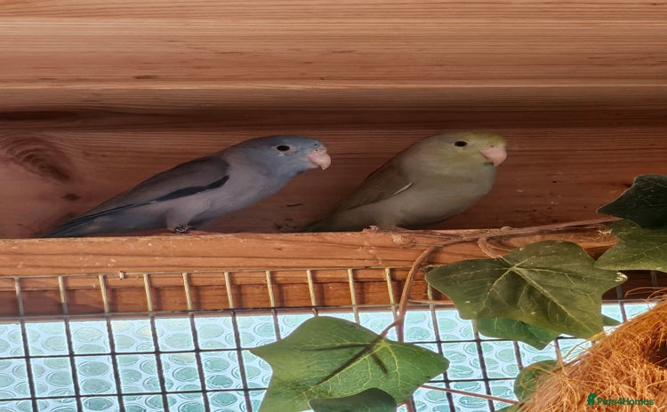 Parrots birds Parrotlets - Bonded Pair approx 2 years old - Advert 1