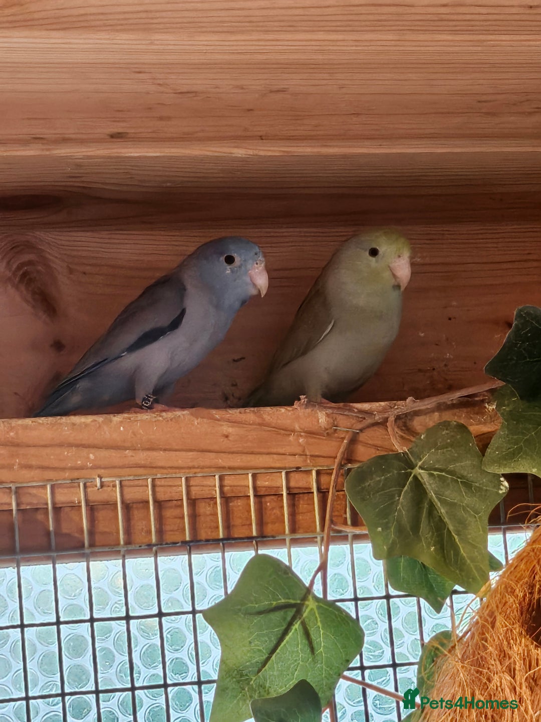 Parrots birds for sale: Parrotlets - Bonded Pair approx 2 years old - Advert 1