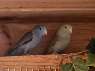 Parrots birds Parrotlets - Bonded Pair approx 2 years old - Advert 1