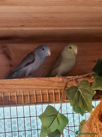 Parrots birds Parrotlets - Bonded Pair approx 2 years old - Advert 1