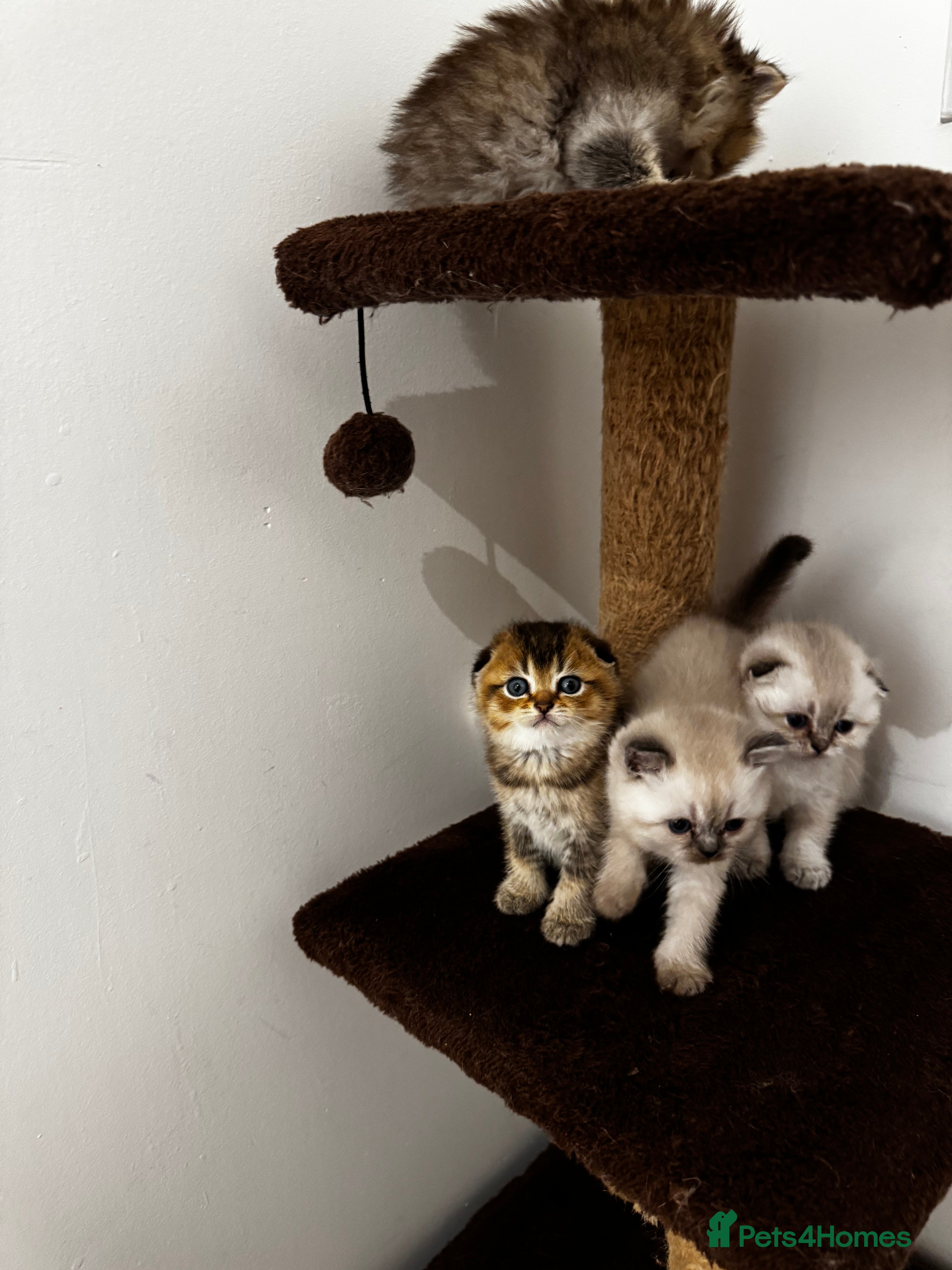 Scottish Fold cats Purebred Chinchilla Scottish Fold Kittens  🐾 - Advert 3