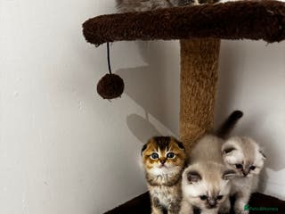 Scottish Fold cats Purebred Chinchilla Scottish Fold Kittens 🐾 - Advert 3