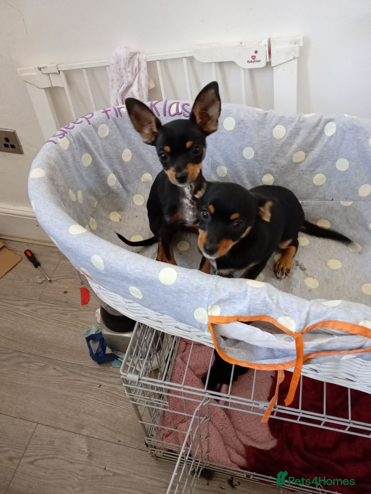 Miniature Pinscher dogs For Sale  - Advert 2