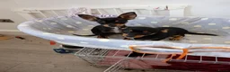 Miniature Pinscher dogs for sale: For Sale  - Advert 2