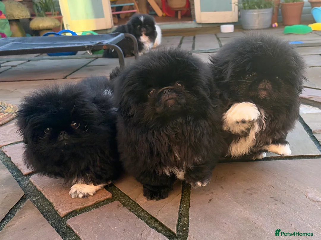 Pekingese dogs for sale: Biggiwigs Pekingese availability Last two boy pups - Advert 9