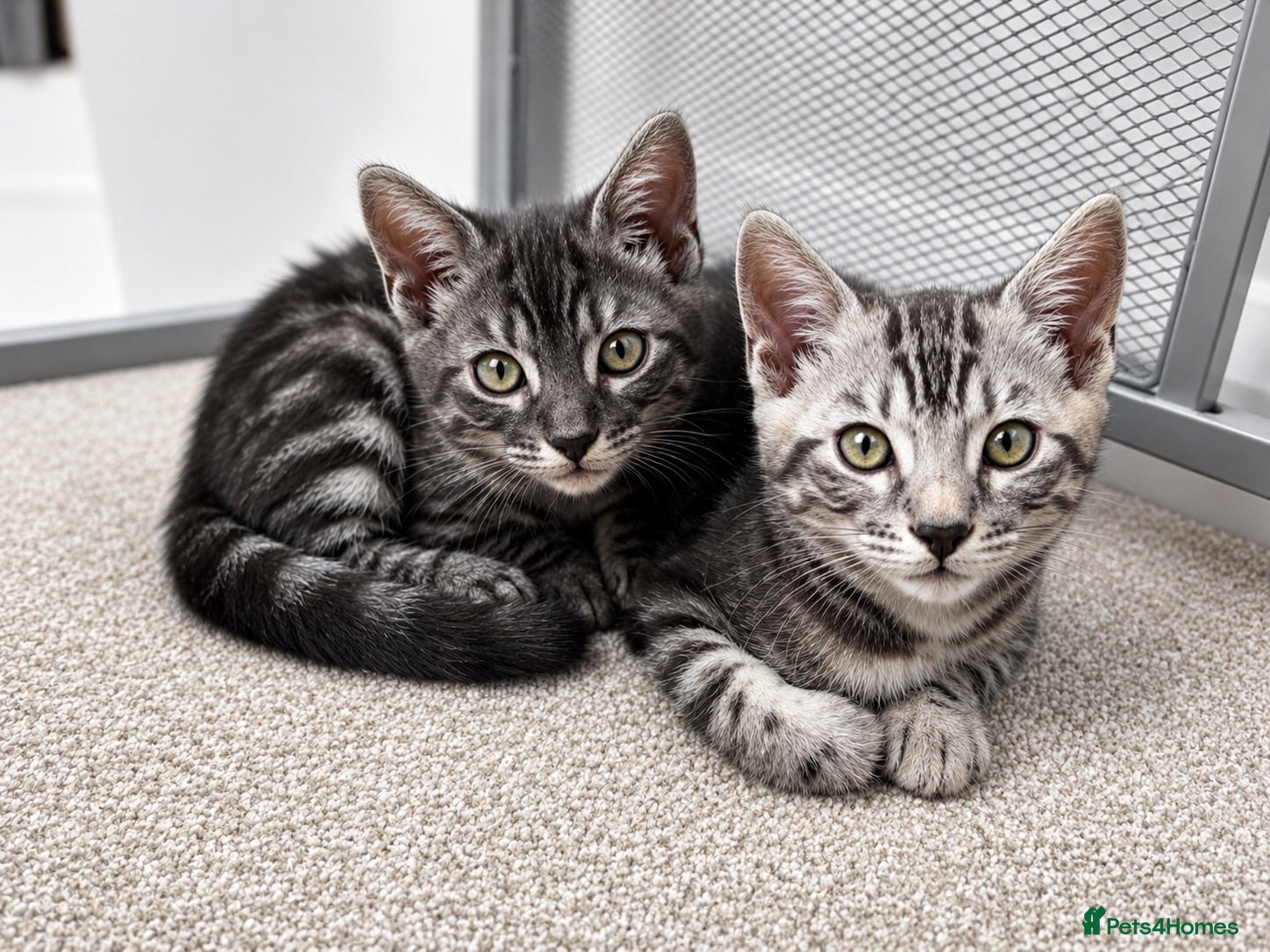 Bengal cats READY NOW. Pedigree Silver Charcoal Bengal Kittens - Advert 1
