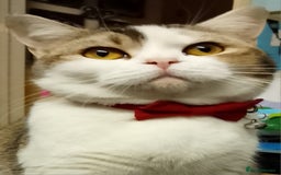 Mixed Breed cats for sale: Scottish straight cross kittens  - Image 2