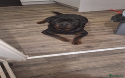 Rottweiler dogs for sale: Copper - Image 3