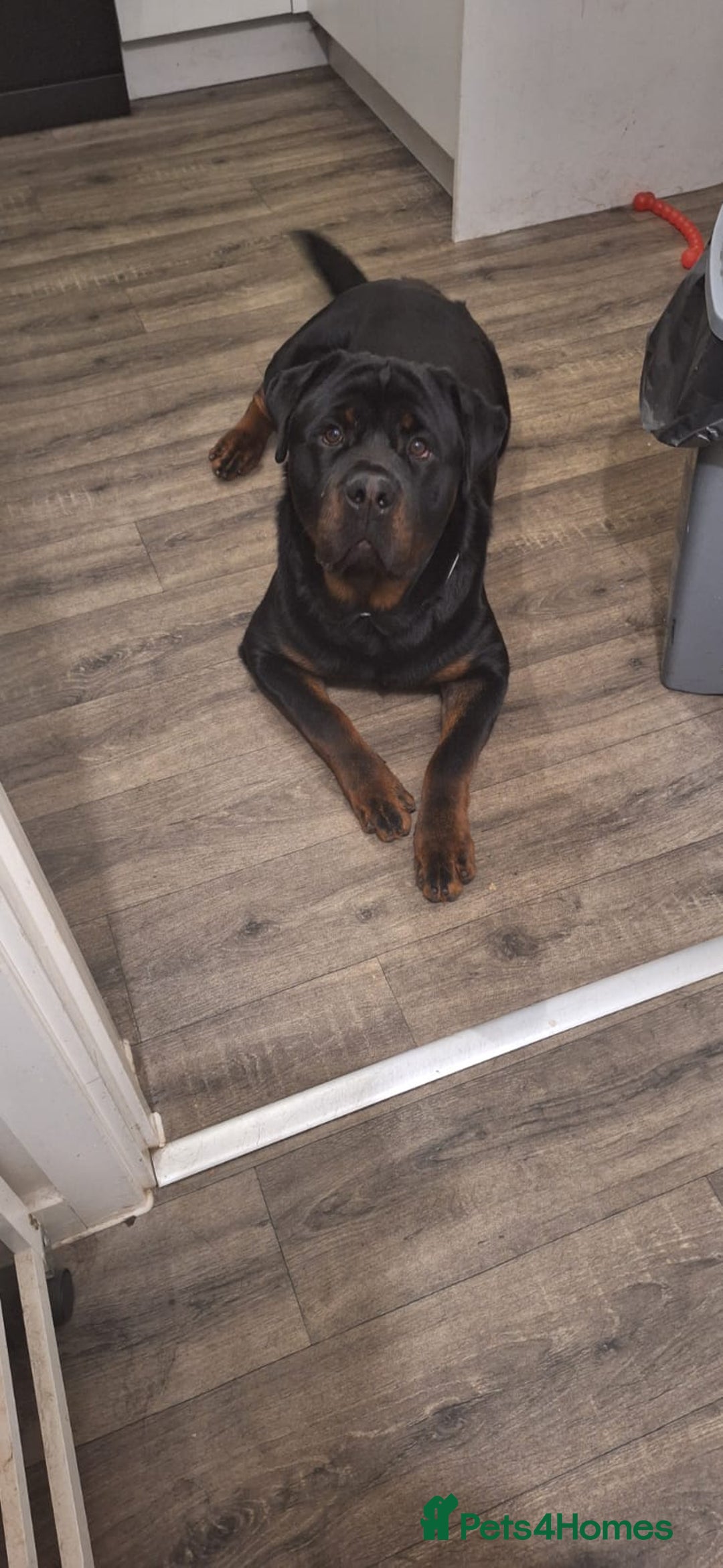 Rottweiler dogs for sale: Copper - Image 3