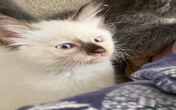 Norwegian Forest Cat cats for sale: Norwegian Forest X BSH - Image 12