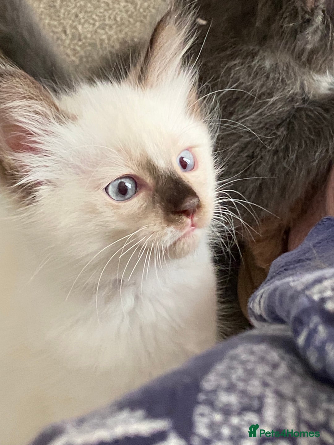Norwegian Forest Cat cats for sale: Norwegian Forest X BSH - Image 12