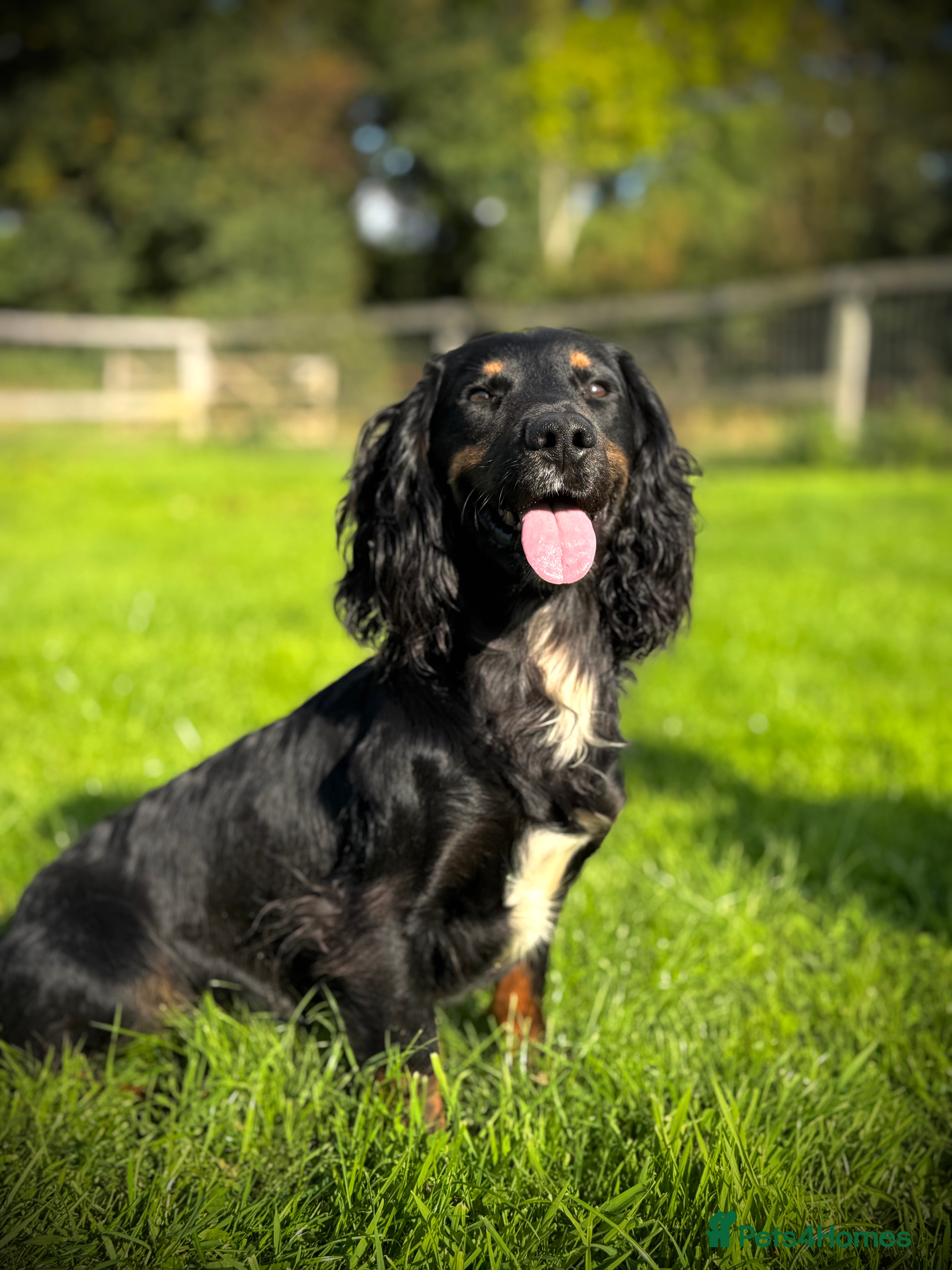 Cocker Spaniel dogs Handsome Black and Tan  - Advert 21