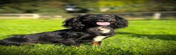 Cocker Spaniel dogs for stud: Handsome Black and Tan  - Advert 1