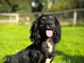 Cocker Spaniel dogs Handsome Black and Tan - Advert 20