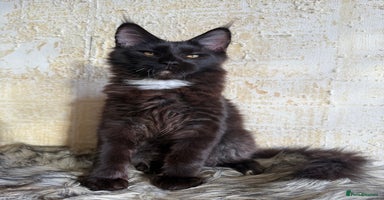Maine Coon cats - Advert 8