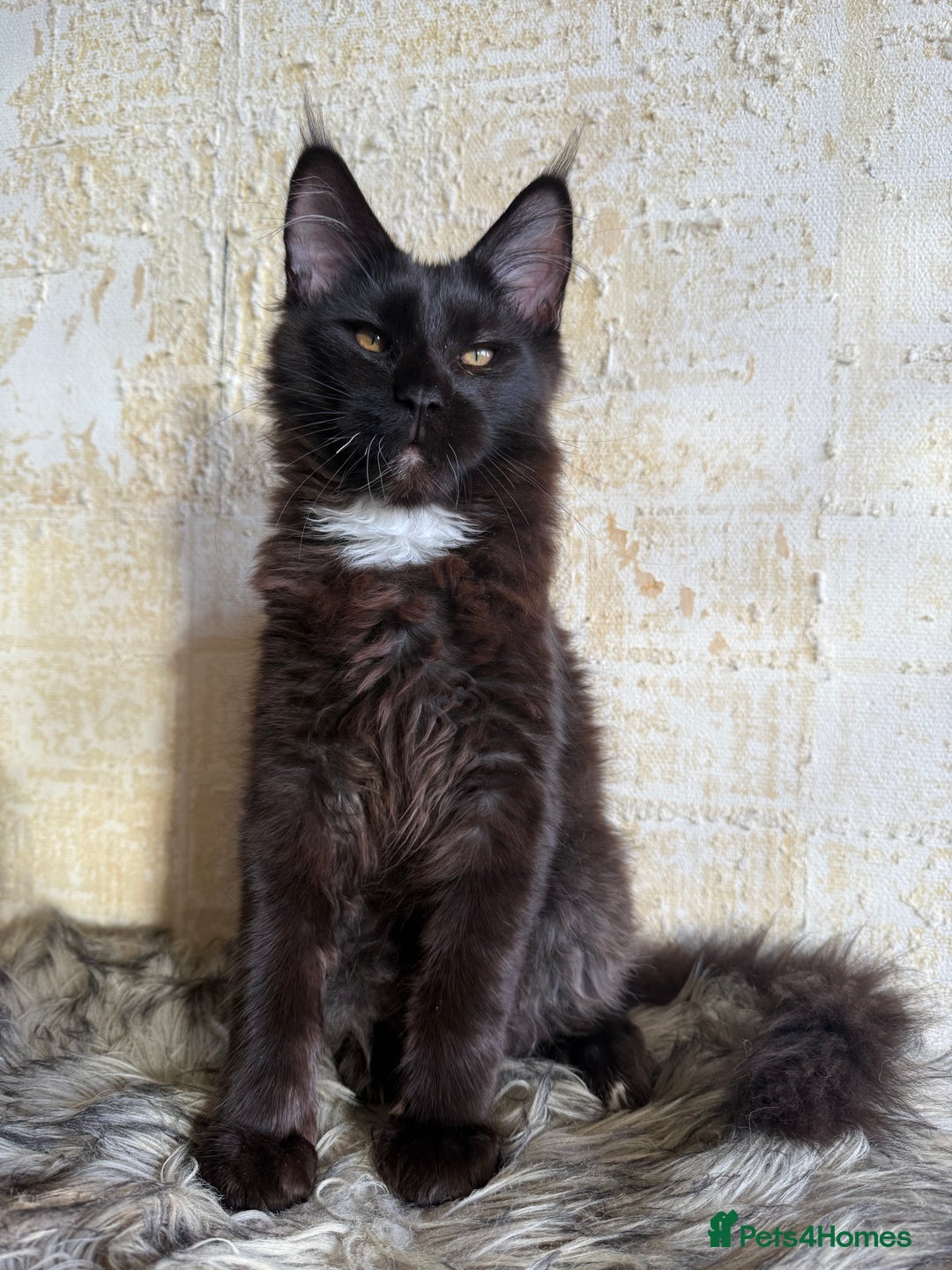Maine Coon cats for sale: Pedigree ”TICA”  the last kitten left❣️ - Image 13