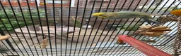 Budgerigars birds for sale: Male Rainbow Budgie with large cage and stand - Advert 6