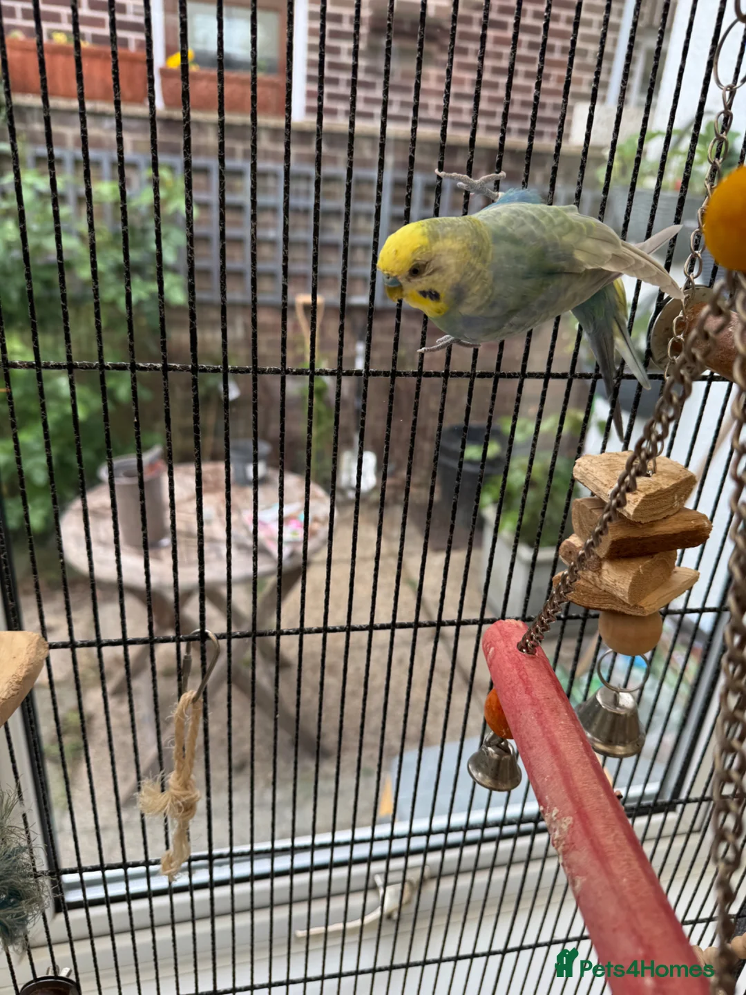 Budgerigars birds for sale: Male Rainbow Budgie with large cage and stand - Advert 6