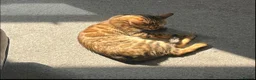 Bengal cats for sale: Cuddly female Bengal in need of home - Advert 5
