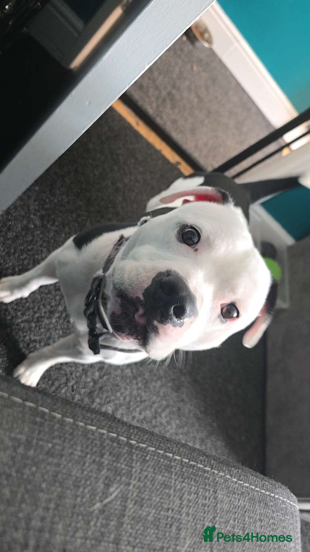 Staffordshire Bull Terrier dogs for sale: Male staffie for sale - Image 2