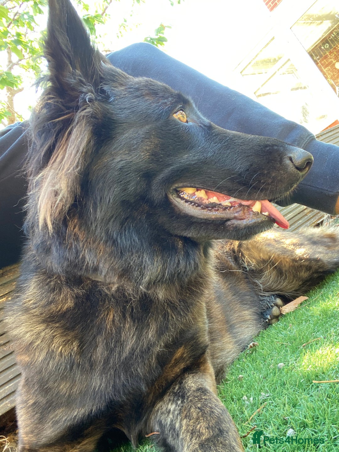 German Shepherd dogs for sale: Female German Shepherd For Rehome - Advert 5