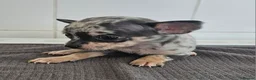 Chihuahua dogs for sale: Beautiful Short-haired chihuahua puppies  - Advert 11