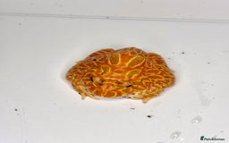 Frog reptiles for sale: Cute Strawberry Pac-Man frog  - Image 10