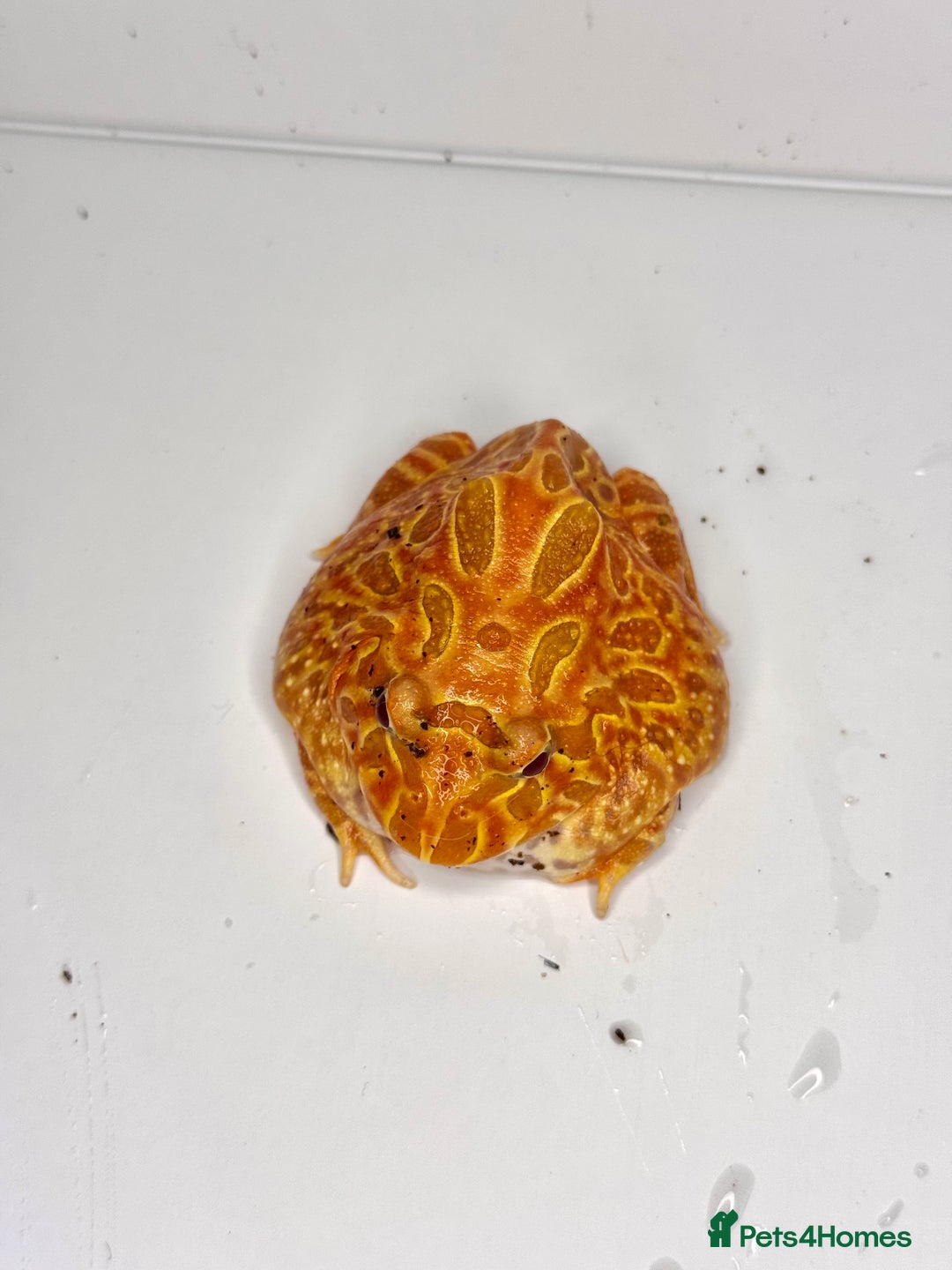 Frog reptiles for sale: Cute Strawberry Pac-Man frog  - Image 10