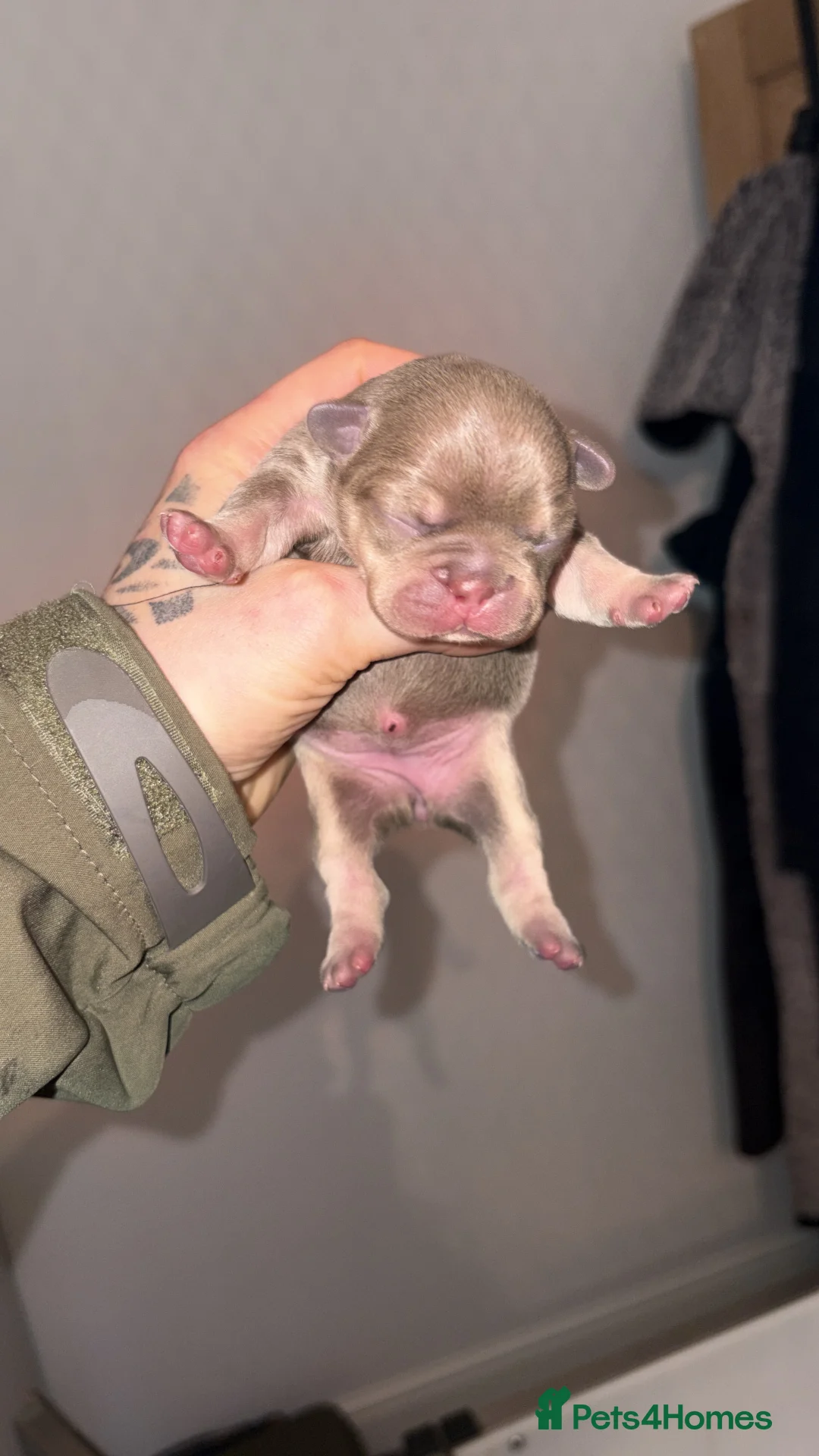 French Bulldog dogs for sale: HIGHLY HEALTH TESTED FRENCHIE PUPS - Advert 4