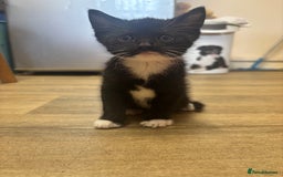 Mixed Breed cats for sale: Adorable Male Kittens Ready to Reserve - Image 11