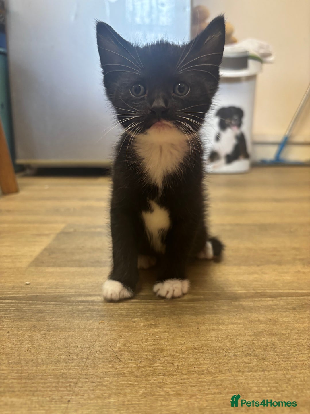 Mixed Breed cats for sale: Adorable Male Kittens Ready to Reserve - Image 11