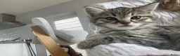 Scottish Fold cats for sale: Scottish fold shorthair kittens in Bognor Regis - Advert 6