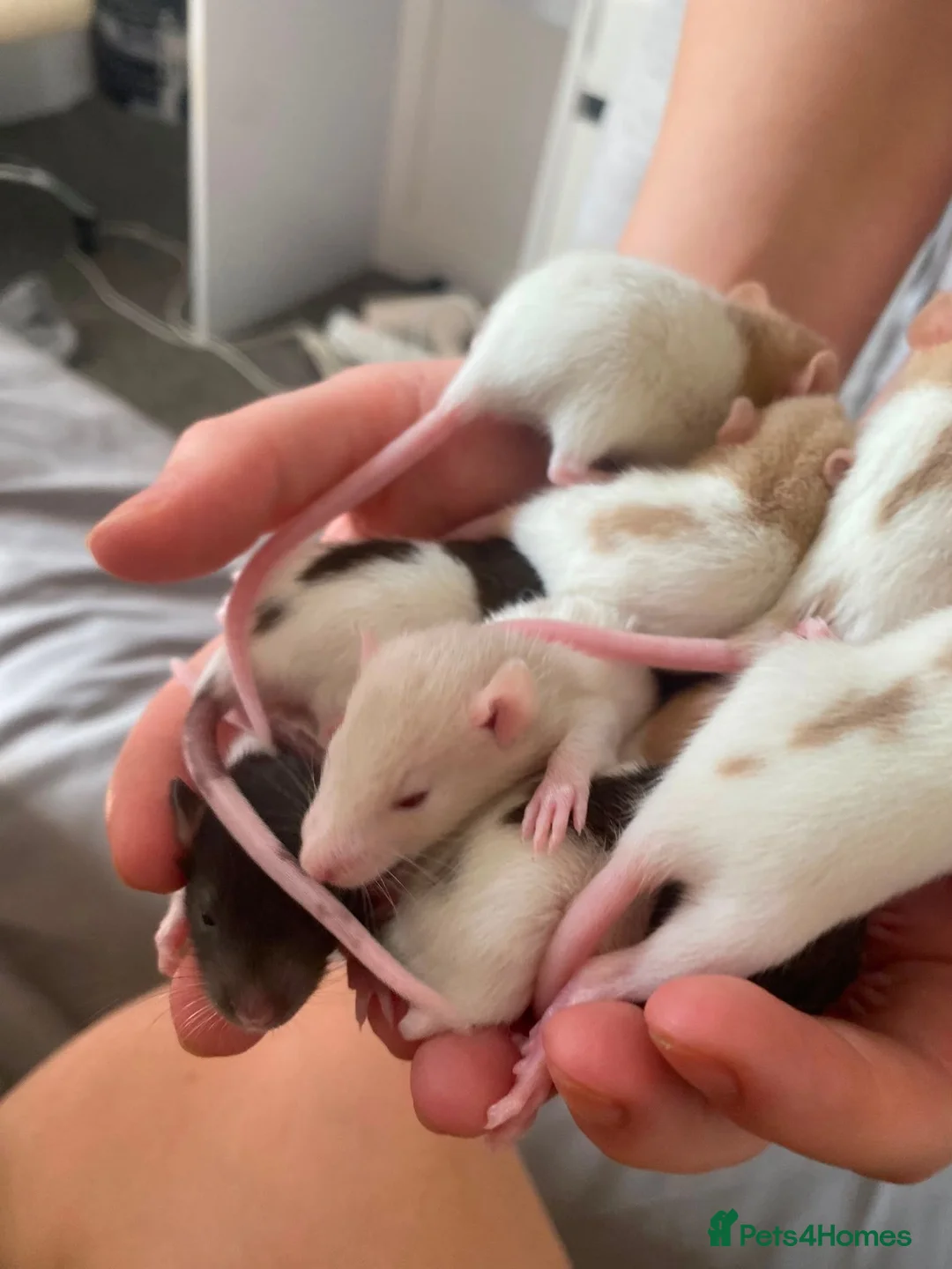 Rat rodents for sale: Make & Female baby rats looking for a loving home. in Bargoed - Advert 1