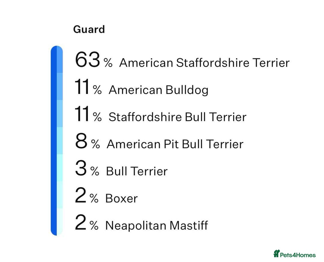 American Bull Staffy dogs for stud: Staffy cross (Snoop) - Image 2