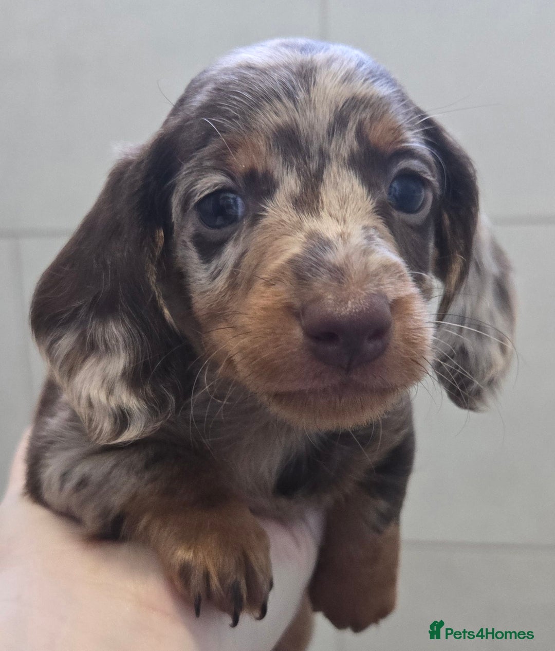 Miniature Dachshund dogs for sale: Beautiful Dachshund puppies  - Image 4