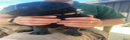 Labrador Retriever dogs for sale: KC Registered Working Labradors  - Advert 22