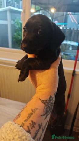 Dachshund dogs - Advert 12