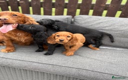 Cocker Spaniel dogs for sale: Cocker spaniel puppies🐶 - Image 6
