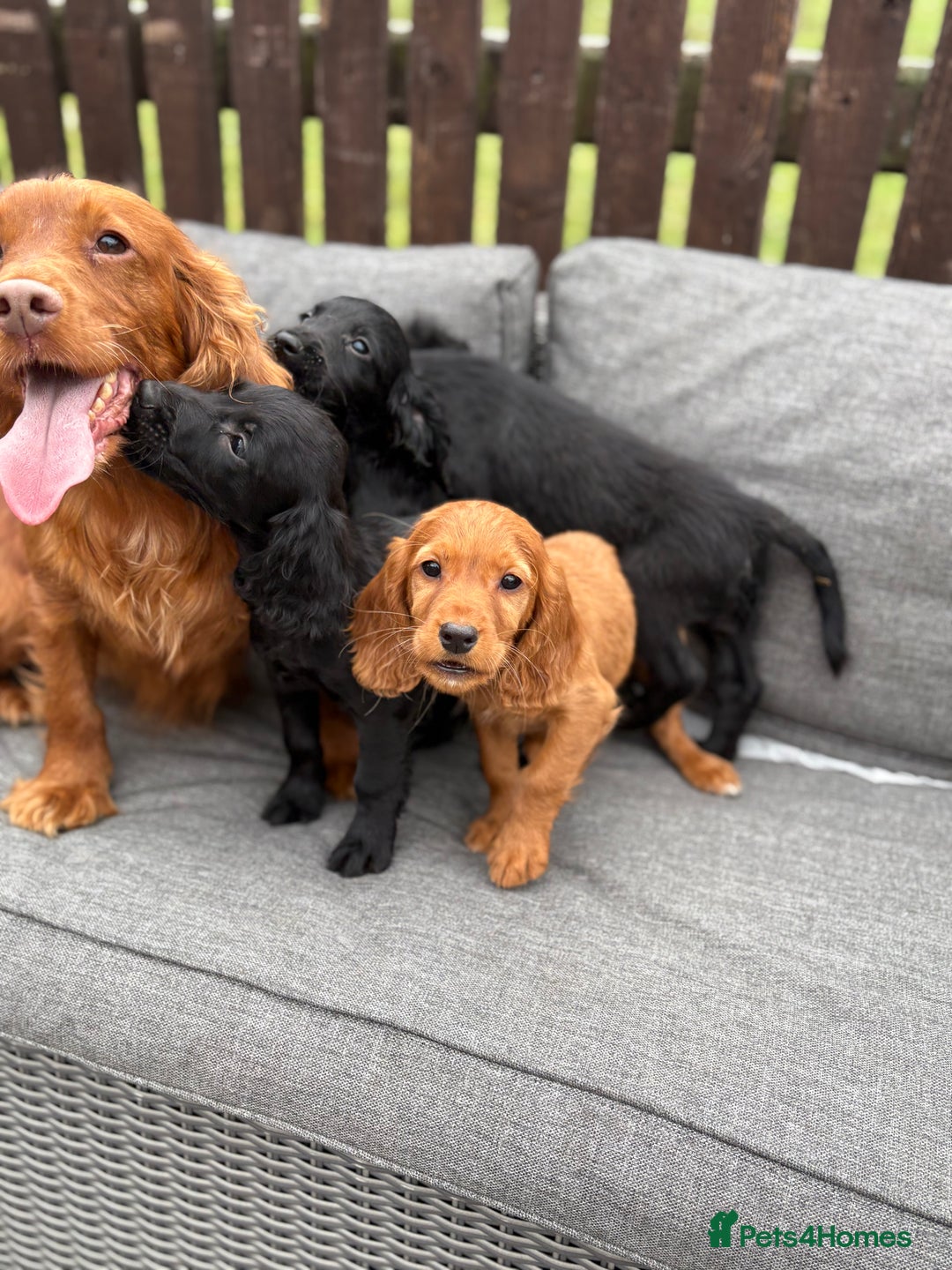 Cocker Spaniel dogs for sale: Cocker spaniel puppies🐶 - Image 6