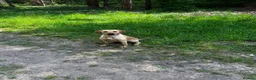 Labrador Retriever dogs for sale: Fox red Kc reg Labrador Retriever Puppies  - Advert 2